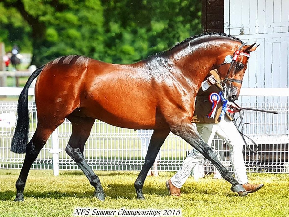 Competition Stallions - Tiger Attack British Sports Horse TB Dressage 